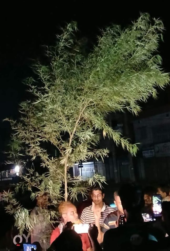 কালাইয়ে ১২ ফুট গাঁজার গাছসহ হারেজ মন্ডল আটক